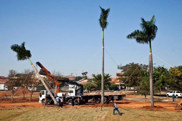 Na semana passada, local recebeu transplante de árvores